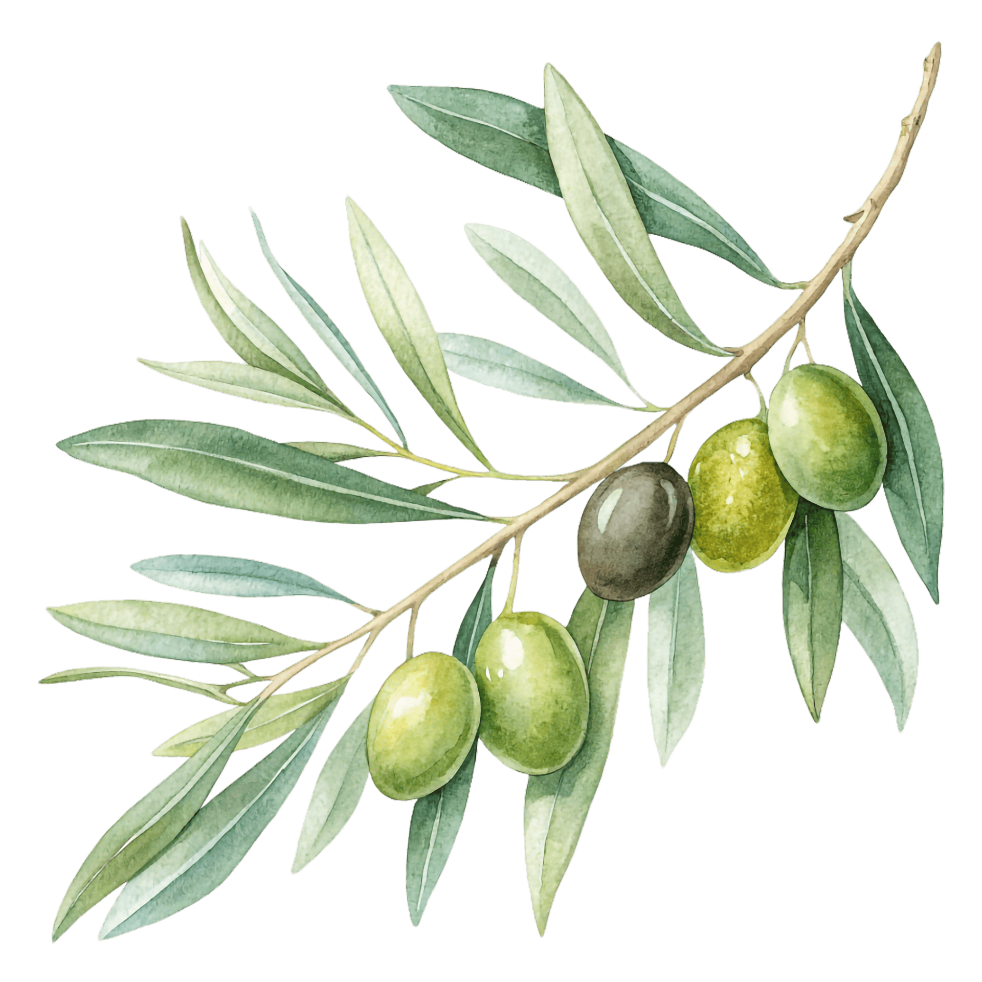 Stefanika olive oil